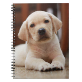 Gelbes Baby-Labrador Welpenhund auf Bauch Notizblock