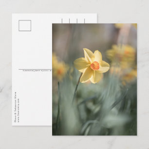 Gelbes Blossom Dinatriumnatur-Foto Postkarte