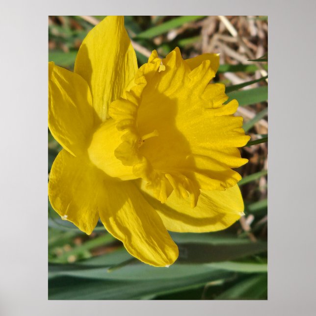Gelbes Blumenposter Poster (Vorne)