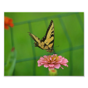 Gelbes Butterfly-Foto Fotodruck