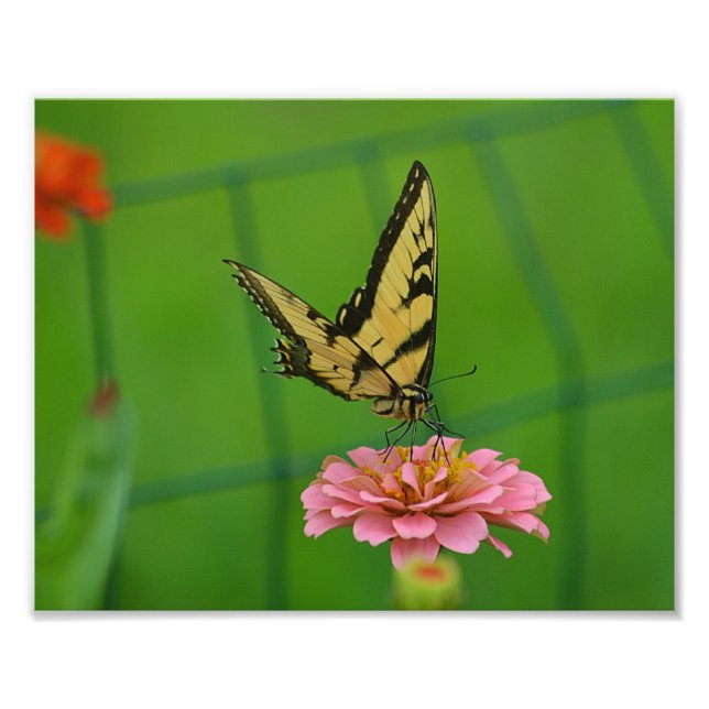 Gelbes Butterfly-Foto Fotodruck (Vorne)
