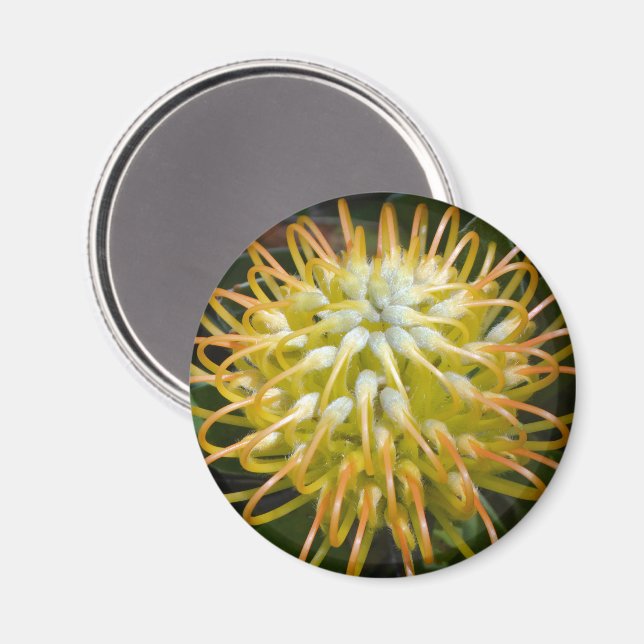 Gelbes Button Kissen Protea Blume Magnet (Vorderseite/Rückseite)
