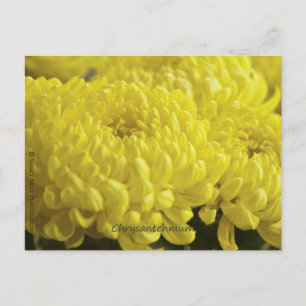 Gelbes Chrysanthemum-Makrofoto Postkarte