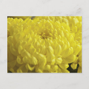 Gelbes Chrysanthemum-Makrofoto Postkarte