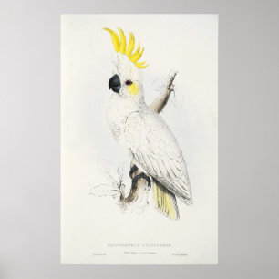 Gelbes Cockatoo-Plakat mit Haube Poster