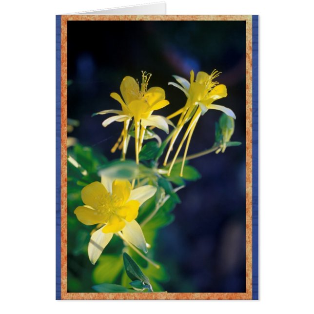 Gelbes Columbine (Vorne)