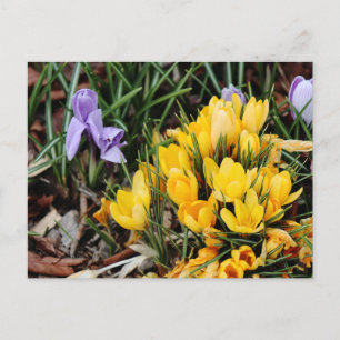 Gelbes Crocus-Foto mit grünem Akzent Postkarte