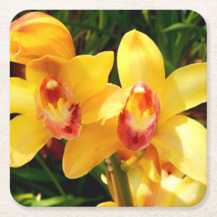 Gelbes Cymbid Orchid Paper Untersetzer