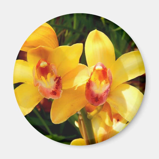 Gelbes Cymbidium Orchid Magnet (Vorne)