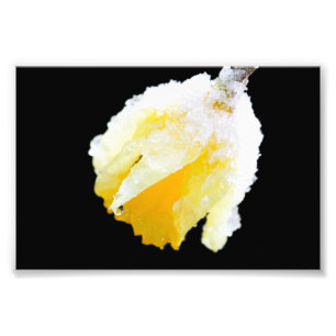 Gelbes Daffodil im Winterschnee bedeckt Fotodruck