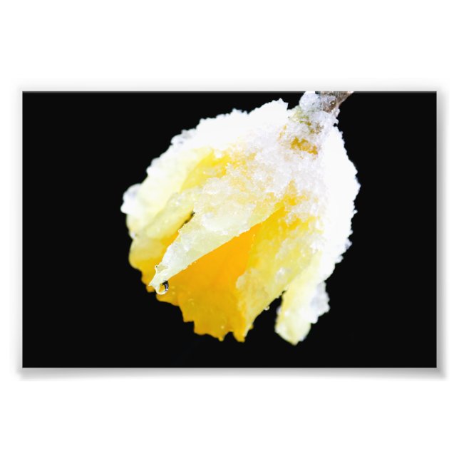 Gelbes Daffodil im Winterschnee bedeckt Fotodruck (Vorne)