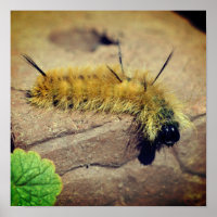 Gelbes Dagger-Moth-Raupe-Insekt