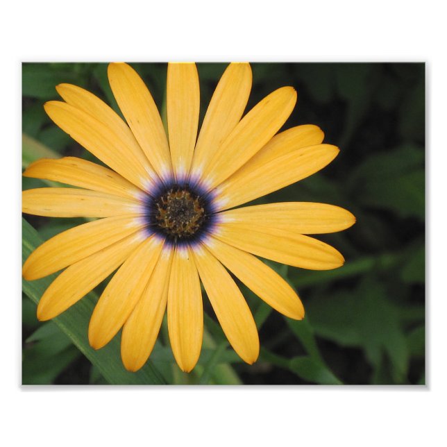Gelbes Daisy-Foto Fotodruck (Vorne)