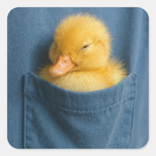 Gelbes Entlein in einer T-Shirt-Tasche Quadratischer Aufkleber
