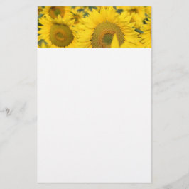 Gelbes Feld von Sonnenblumen Fotografie Briefpapier