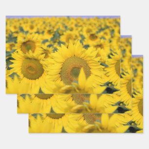 Gelbes Feld von Sonnenblumen Fotografie Geschenkpapier Set