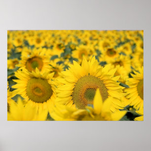 Gelbes Feld von Sonnenblumen Fotografie Poster