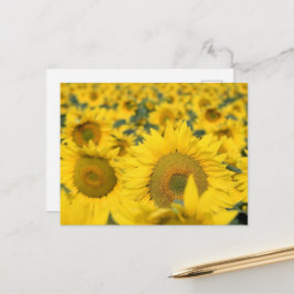Gelbes Feld von Sonnenblumen Fotografie Postkarte