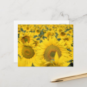 Gelbes Feld von Sonnenblumen Fotografie Postkarte