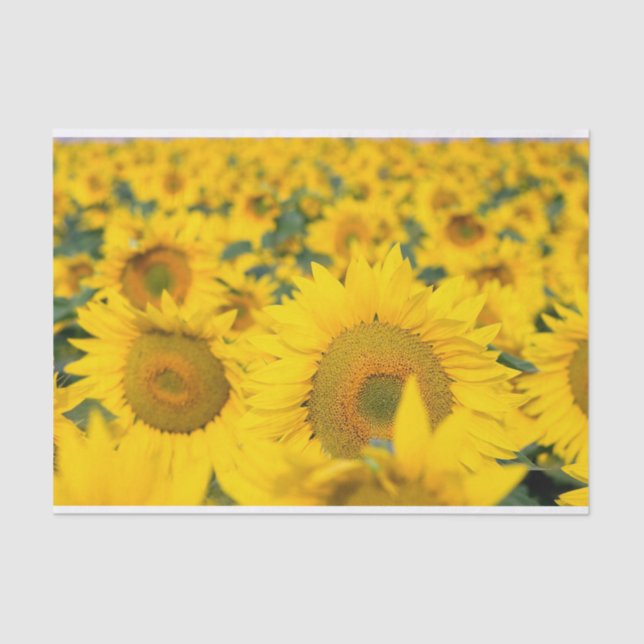 Gelbes Feld von Sonnenblumen Fotografie Seidenpapier (Vorderseite)