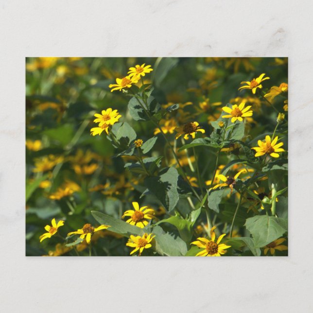 Gelbes Foto Postkarte (Vorderseite)