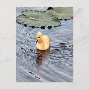 Gelbes Foto Postkarte