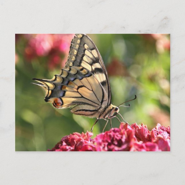 Gelbes Frack Butterfly Postkarte (Vorderseite)