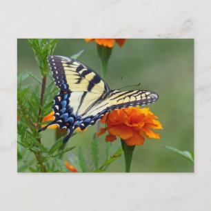 Gelbes Frack Ost-Tiger Postkarte