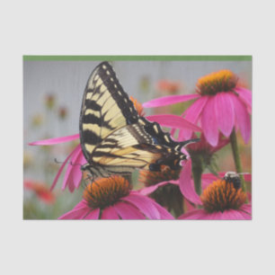 Gelbes Frack Schmetterling auf Echinacea Seidenpapier