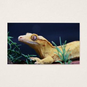 Gelbes Gecko-Stillstehen mit Haube