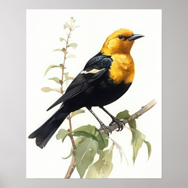 Gelbes gehülltes Blackbird Bird Art Print Poster (Vorne)