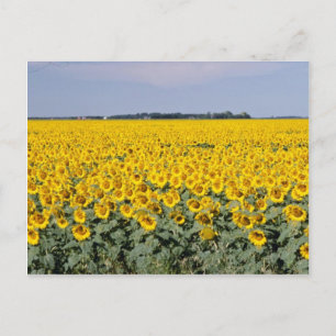 Gelbes goldenes Feld mit Sonnenblumen, Manitoba-Bl Postkarte