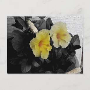 Gelbes Hibiskus-Foto Postkarte