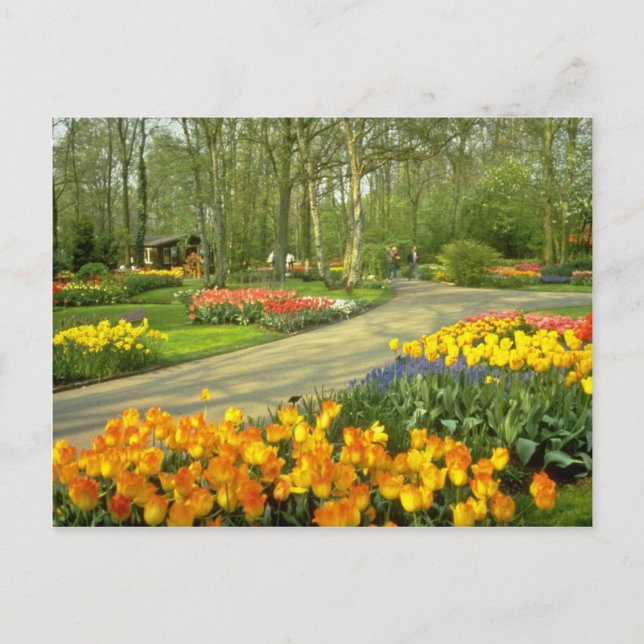 Gelbes Keukenhof Gardens bei Haarlem, Niederlande Postkarte (Vorderseite)
