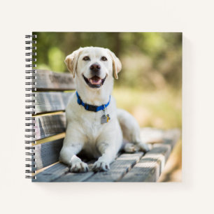 Gelbes Labrador liegt auf der Bank Notizbuch