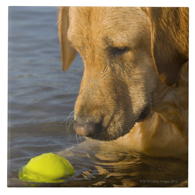 Gelbes Labrador mit einem Tennisball im Wasser Fliese (Vorderseite)