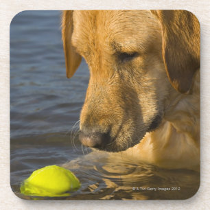 Gelbes Labrador mit einem Tennisball im Wasser Getränkeuntersetzer