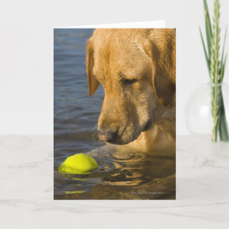 Gelbes Labrador mit einem Tennisball im Wasser Karte