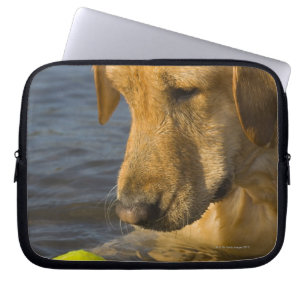 Gelbes Labrador mit einem Tennisball im Wasser Laptopschutzhülle