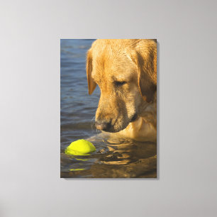 Gelbes Labrador mit einem Tennisball im Wasser Leinwanddruck