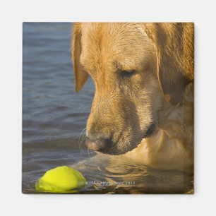 Gelbes Labrador mit einem Tennisball im Wasser Magnet