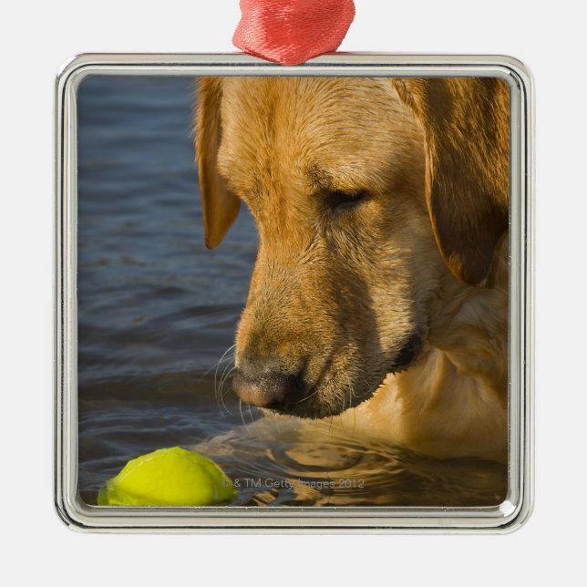 Gelbes Labrador mit einem Tennisball im Wasser Ornament Aus Metall (Vorne)