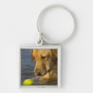Gelbes Labrador mit einem Tennisball im Wasser Schlüsselanhänger