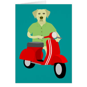 Gelbes Labrador retriever