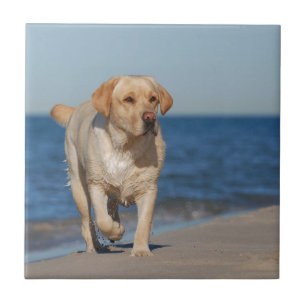 Gelbes Labrador Retriever am Strand Fliese