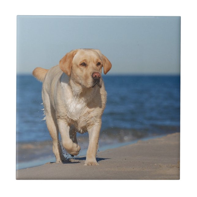 Gelbes Labrador Retriever am Strand Fliese (Vorderseite)