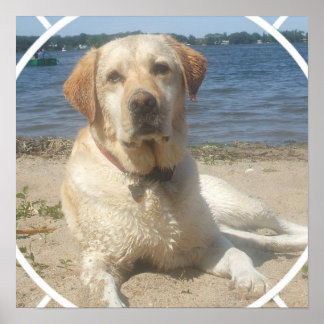 Gelbes Labrador Retriever Doster Poster