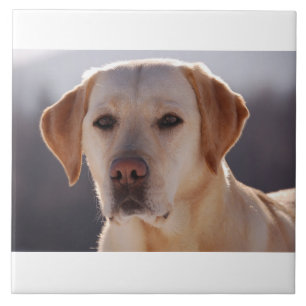 gelbes labrador retriever fliese