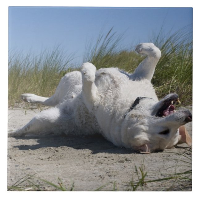 Gelbes Labrador retriever Fliese (Vorderseite)