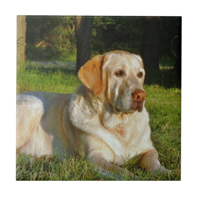 Gelbes Labrador retriever Fliese (Vorderseite)